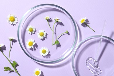 Flat lay composition with Petri dishes and chamomile flowers on violet background