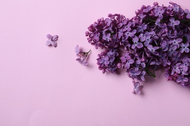 Beautiful lilac blossom on pink background, above view. Space for text