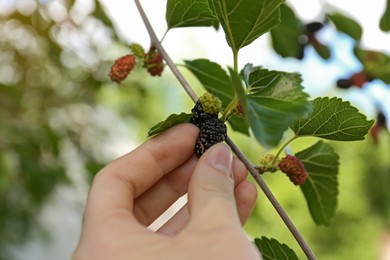 Woman picking up tasty ripe mulberry in garden, closeup