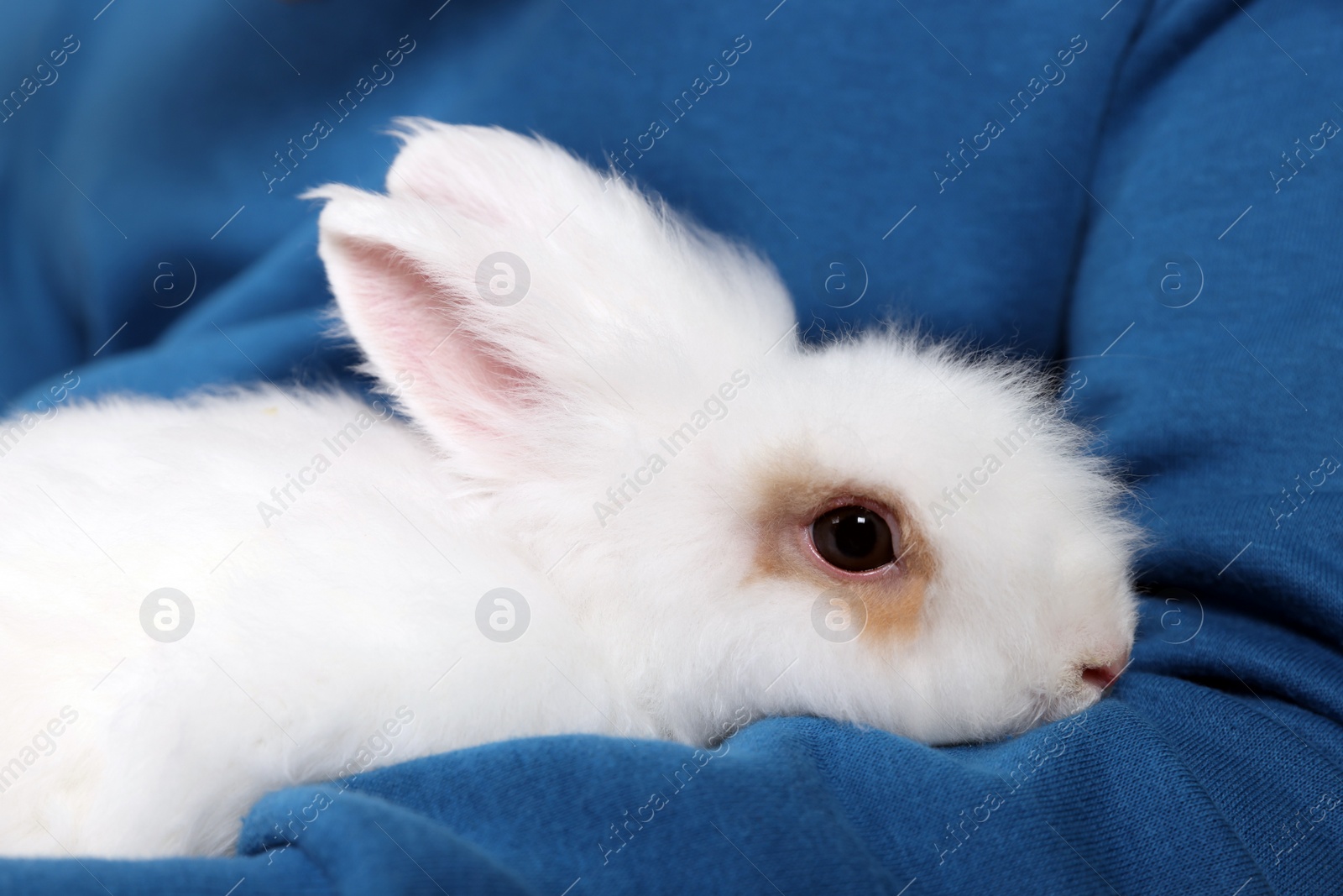 Photo of Man with fluffy white rabbit, closeup. Cute pet