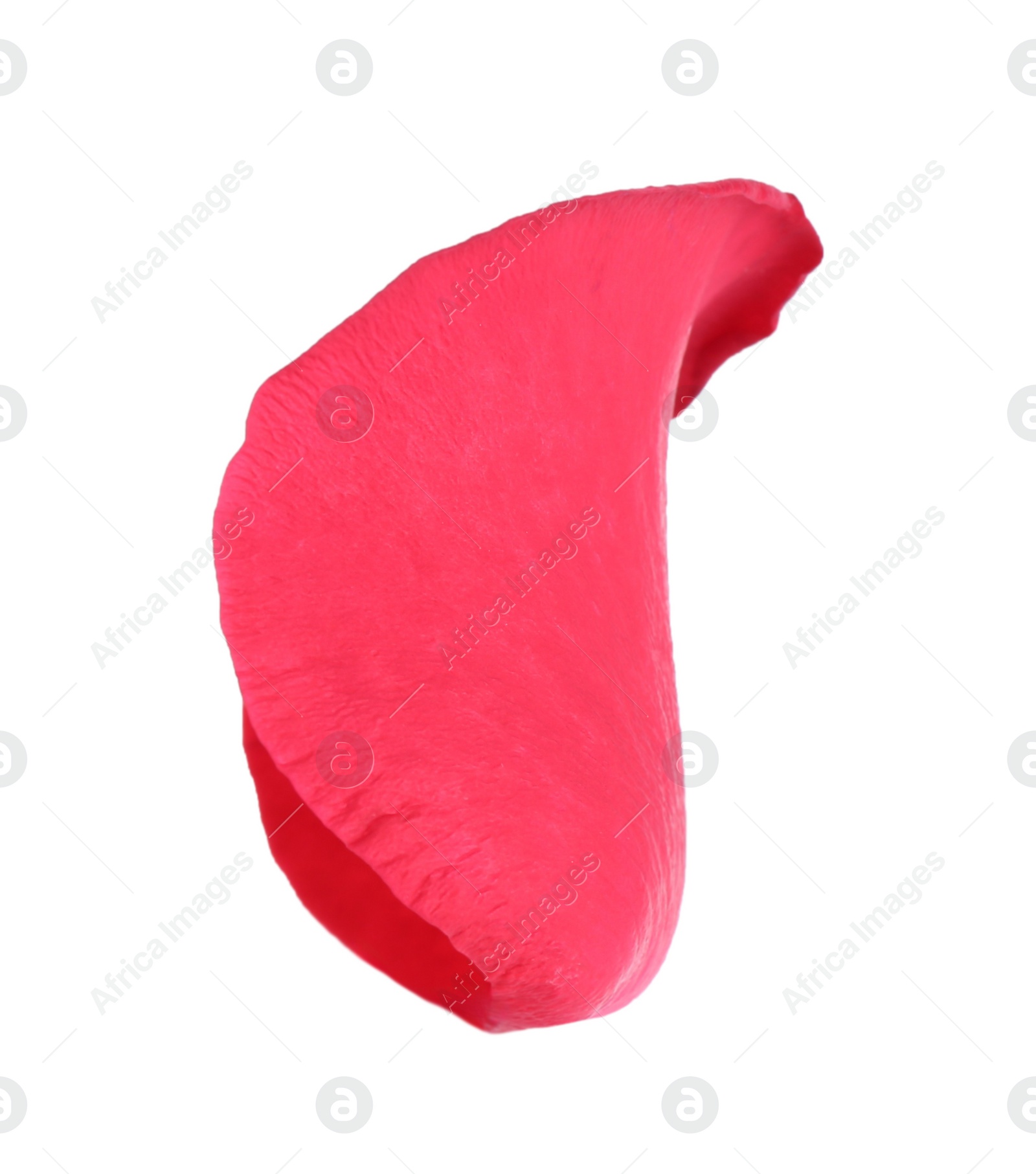 Photo of Tender red rose petal isolated on white