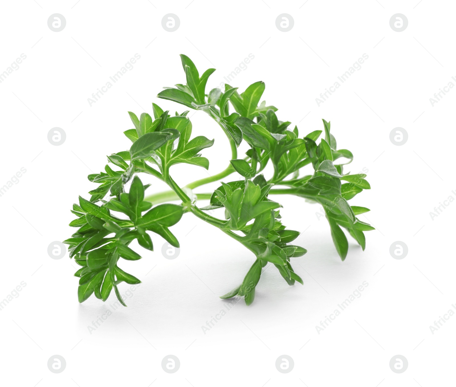 Photo of Fresh green parsley on white background