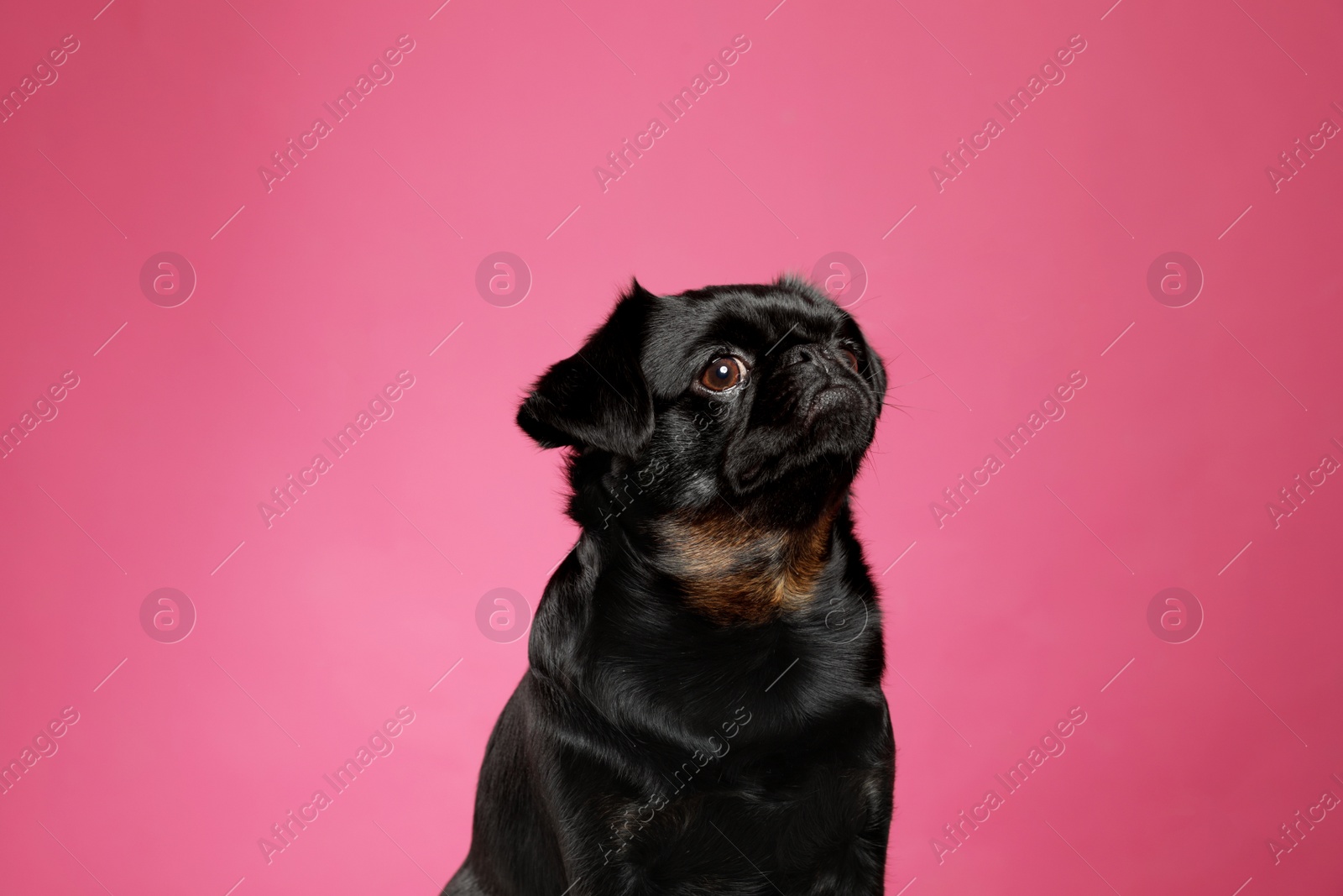 Photo of Adorable black Petit Brabancon dog on pink background