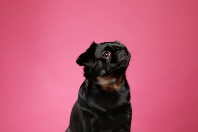 Adorable black Petit Brabancon dog on pink background