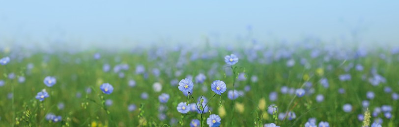 Image of Many beautiful blooming flax plants in meadow. Banner design