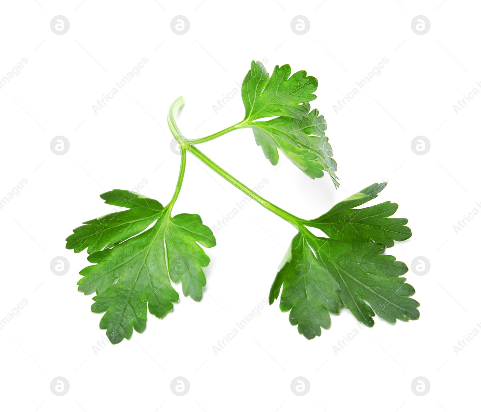 Photo of Fresh green organic parsley on white background