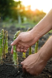 Man picking fresh asparagus in field, closeup