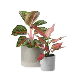 Beautiful Aglaonema plants in flowerpots isolated on white. House decor