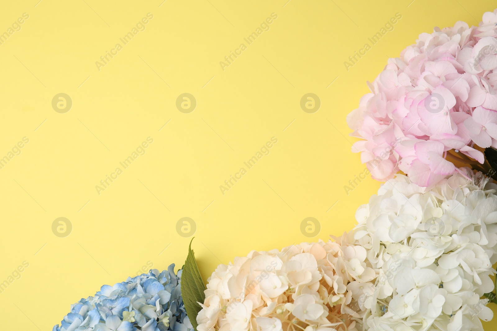 Photo of Beautiful pastel hydrangea flowers on yellow background, top view. Space for text