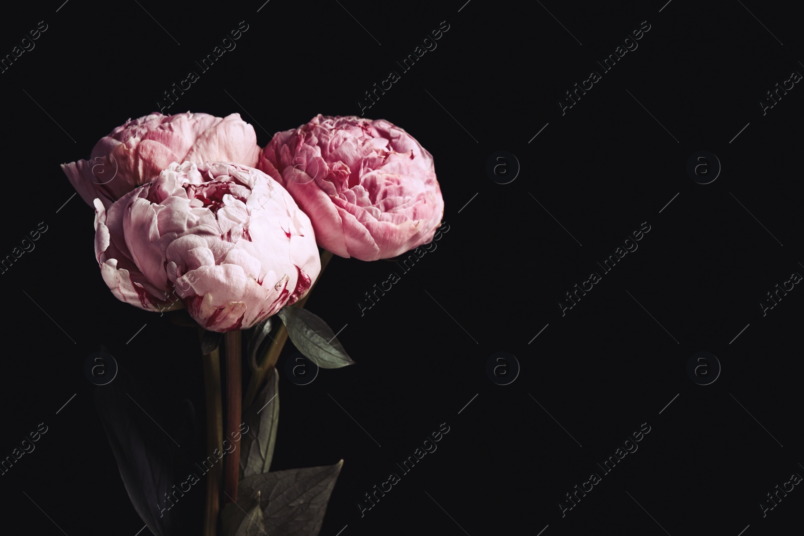 Photo of Beautiful fresh peonies on black background, space for text. Floral card design with dark vintage effect