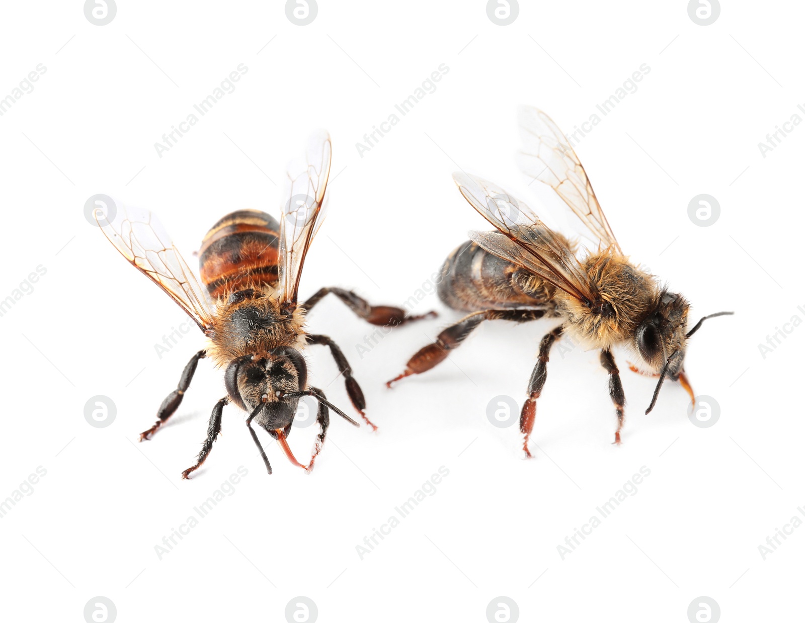 Photo of Beautiful honeybees on white background. Domesticated insects