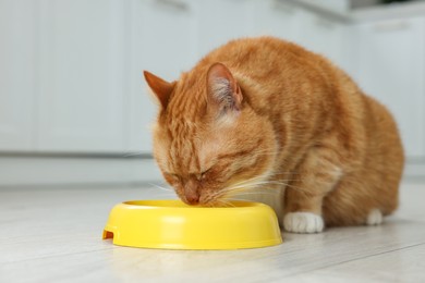 Cute ginger cat eating from feeding bowl at home