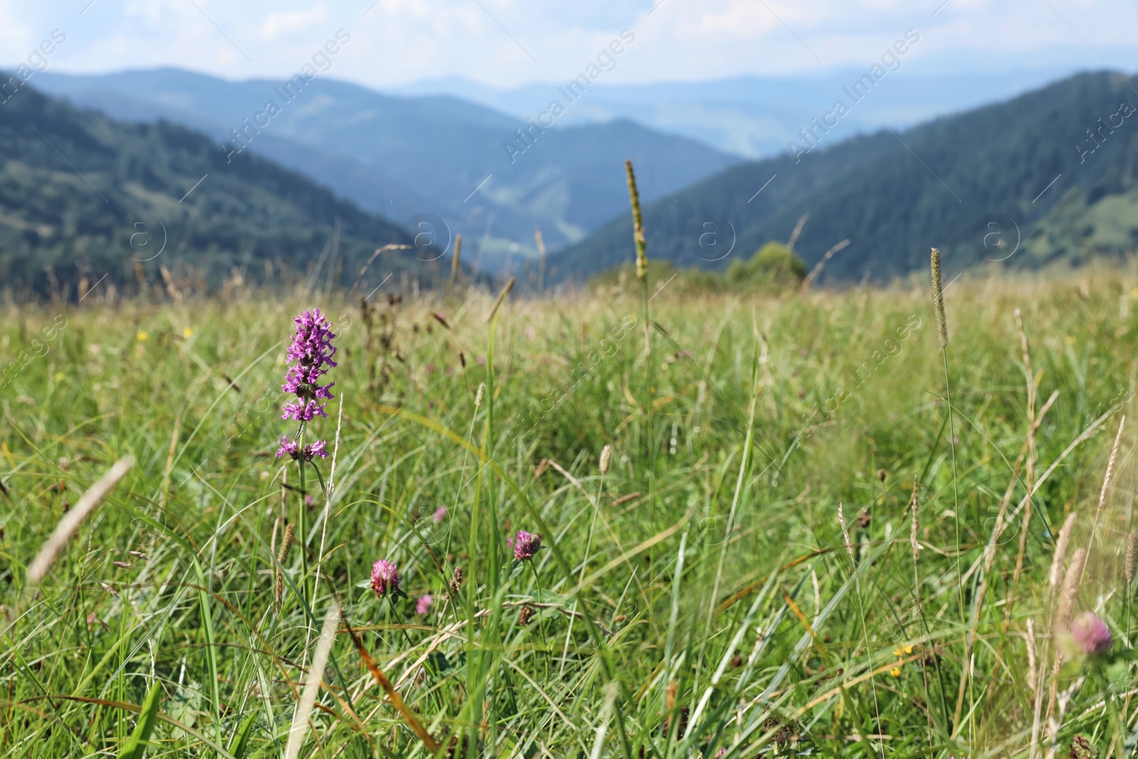 Photo of Field with meadow flowers on bright sunny day