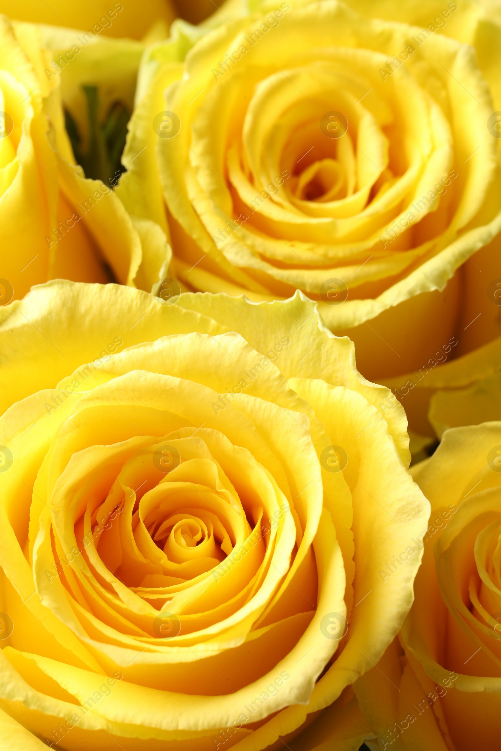 Photo of Beautiful roses with yellow petals as background, closeup