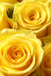 Photo of Beautiful roses with yellow petals as background, closeup