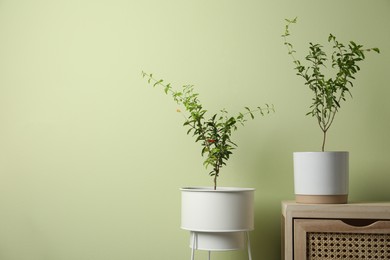 Photo of Pomegranate plants in pots near light green wall, space for text