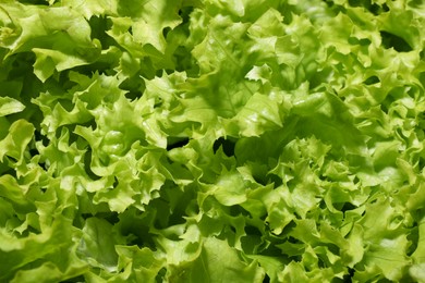 Photo of Fresh green lettuce as background, closeup. Salad greens