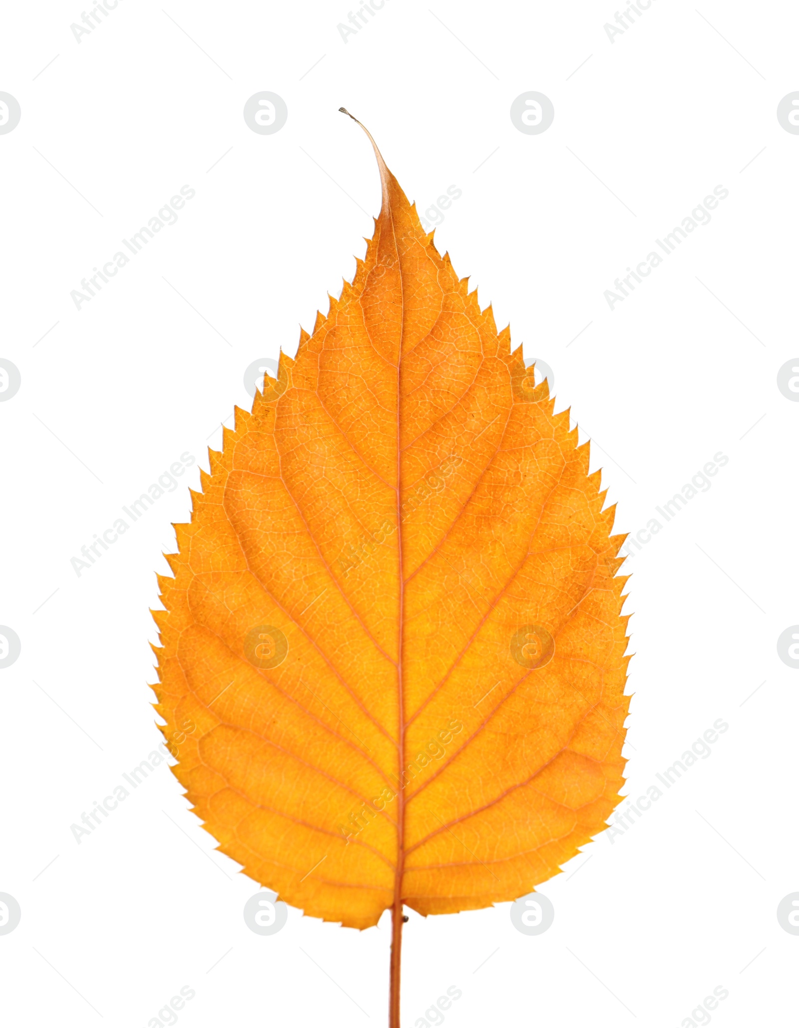 Photo of Beautiful autumn leaf on white background. Fall foliage