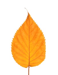 Beautiful autumn leaf on white background. Fall foliage