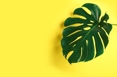 Photo of Beautiful monstera leaf on yellow background, space for text. Tropical plant