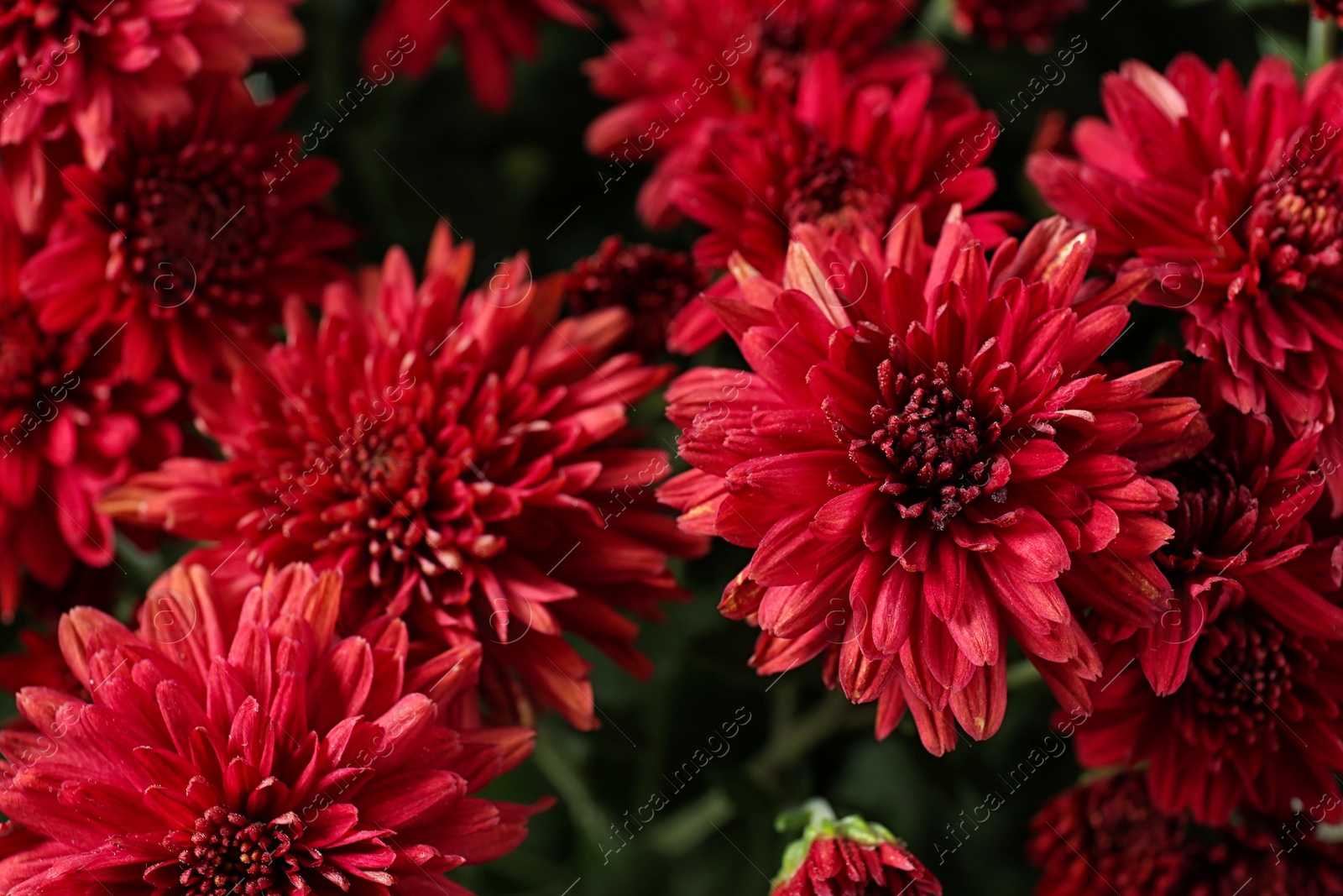 Photo of Beautiful red chrysanthemum flowers with leaves, closeup