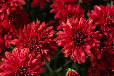 Photo of Beautiful red chrysanthemum flowers with leaves, closeup