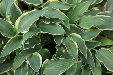 Photo of Beautiful hosta plant with colorful leaves as background, closeup