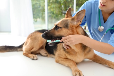 Photo of Doctor cleaning dog's teeth with toothbrush indoors. Pet care