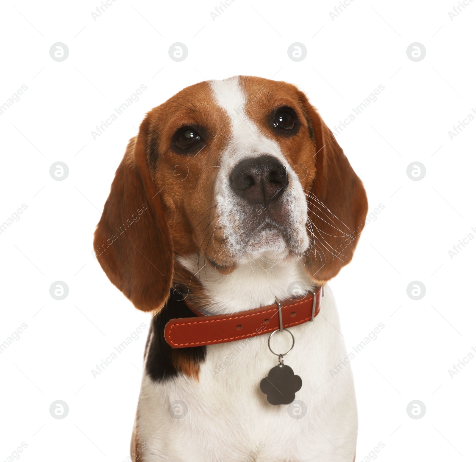 Photo of Adorable Beagle dog in stylish collar on white background