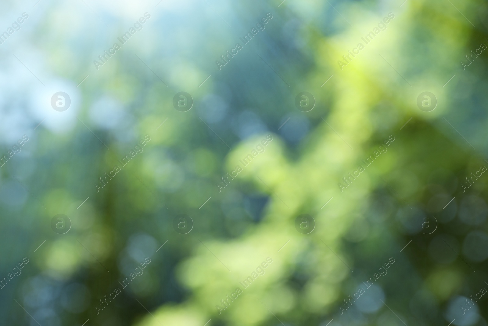 Photo of Blurred view of abstract green background. Bokeh effect