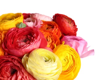 Photo of Beautiful fresh ranunculus flowers on white background