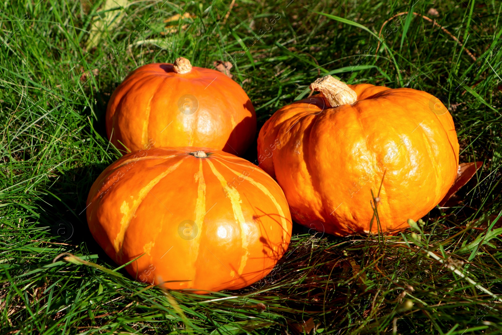 Photo of Whole ripe orange pumpkins among green grass outdoors