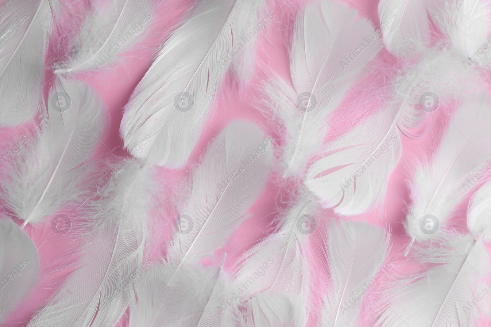 Photo of Many fluffy bird feathers on pink background, flat lay