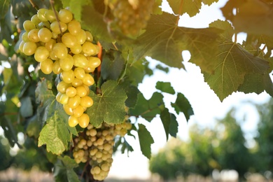 Bunch of ripe juicy grapes on branch in vineyard, closeup