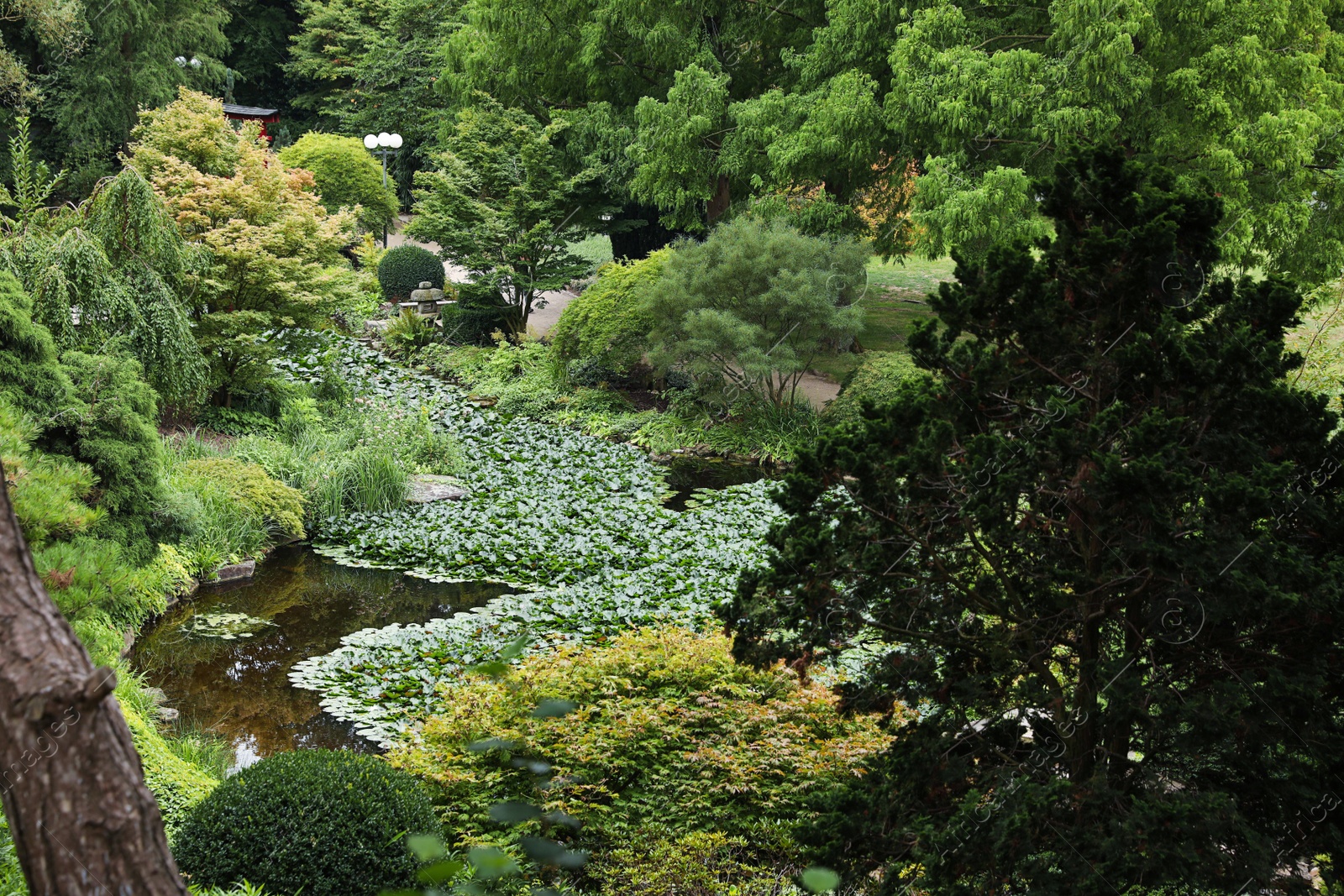 Photo of Beautiful garden with green trees and pond