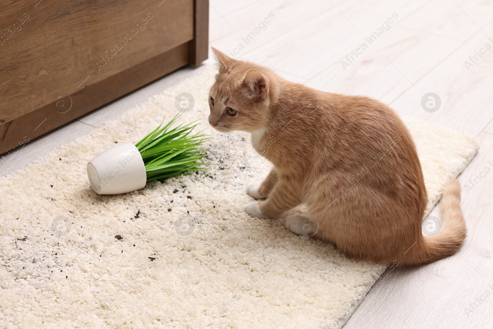 Photo of Cute ginger cat near overturned houseplant on carpet at home