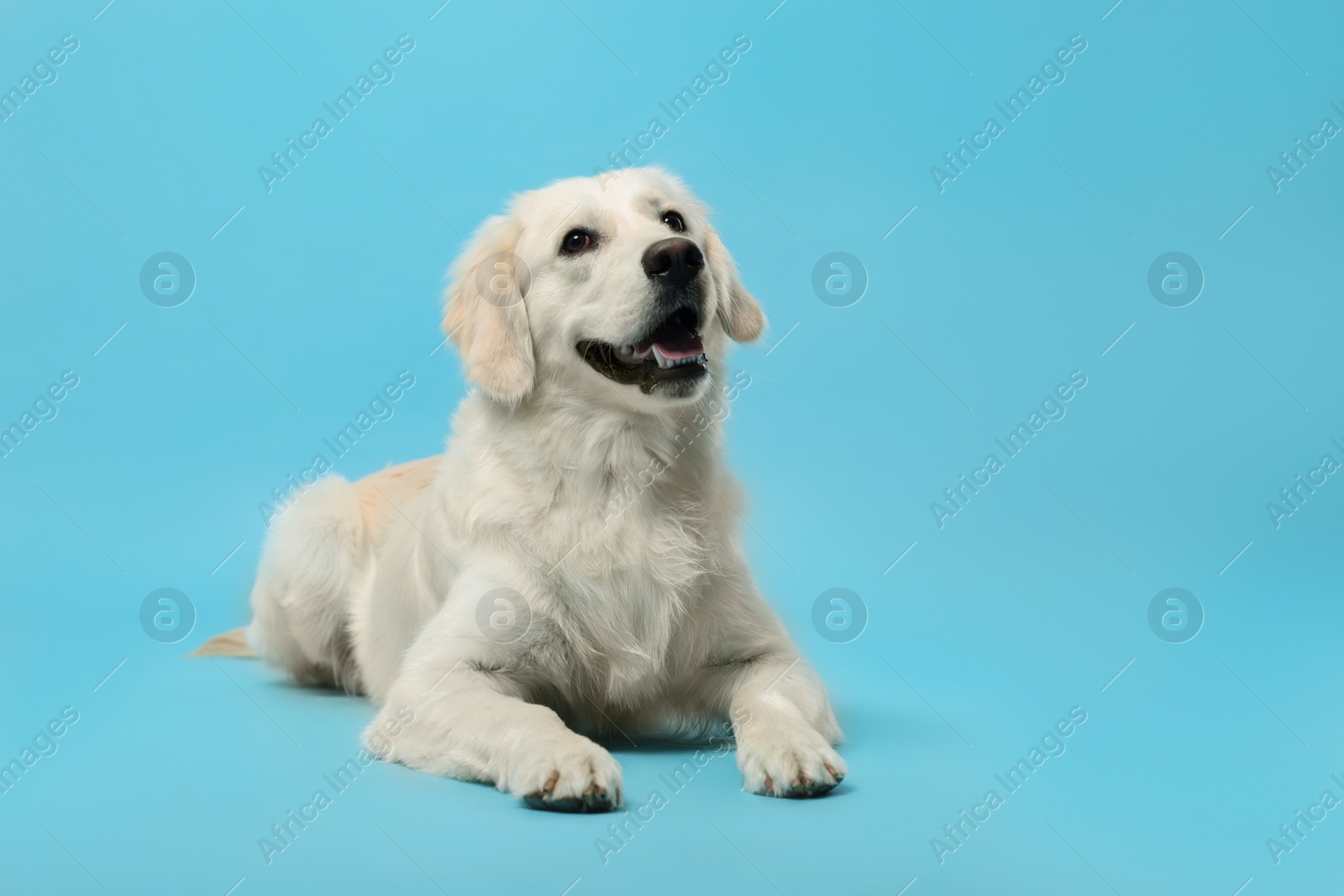 Photo of Cute Labrador Retriever dog on light blue background, space for text. Adorable pet