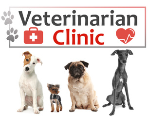 Collage with adorable dogs and text Veterinarian Clinic on white background