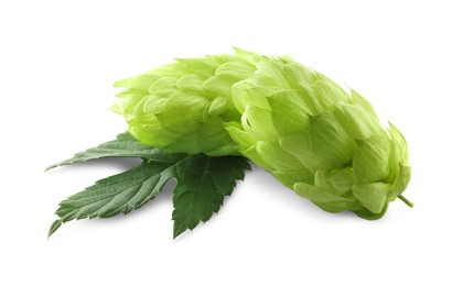 Photo of Fresh green hops with leaf on white background