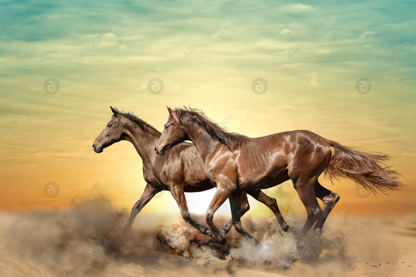 Image of Beautiful horses kicking up dust while running through desert