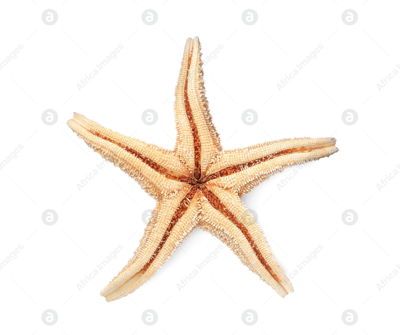 Photo of Beautiful sea star isolated on white, top view. Beach object