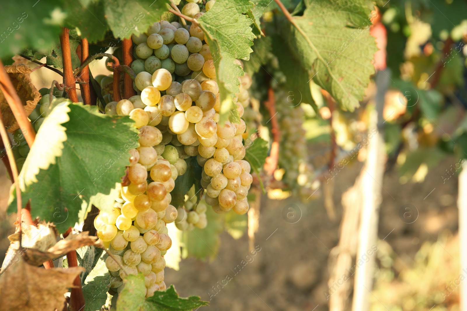 Photo of Bunches of grapes growing in vineyard on sunny day. Wine production