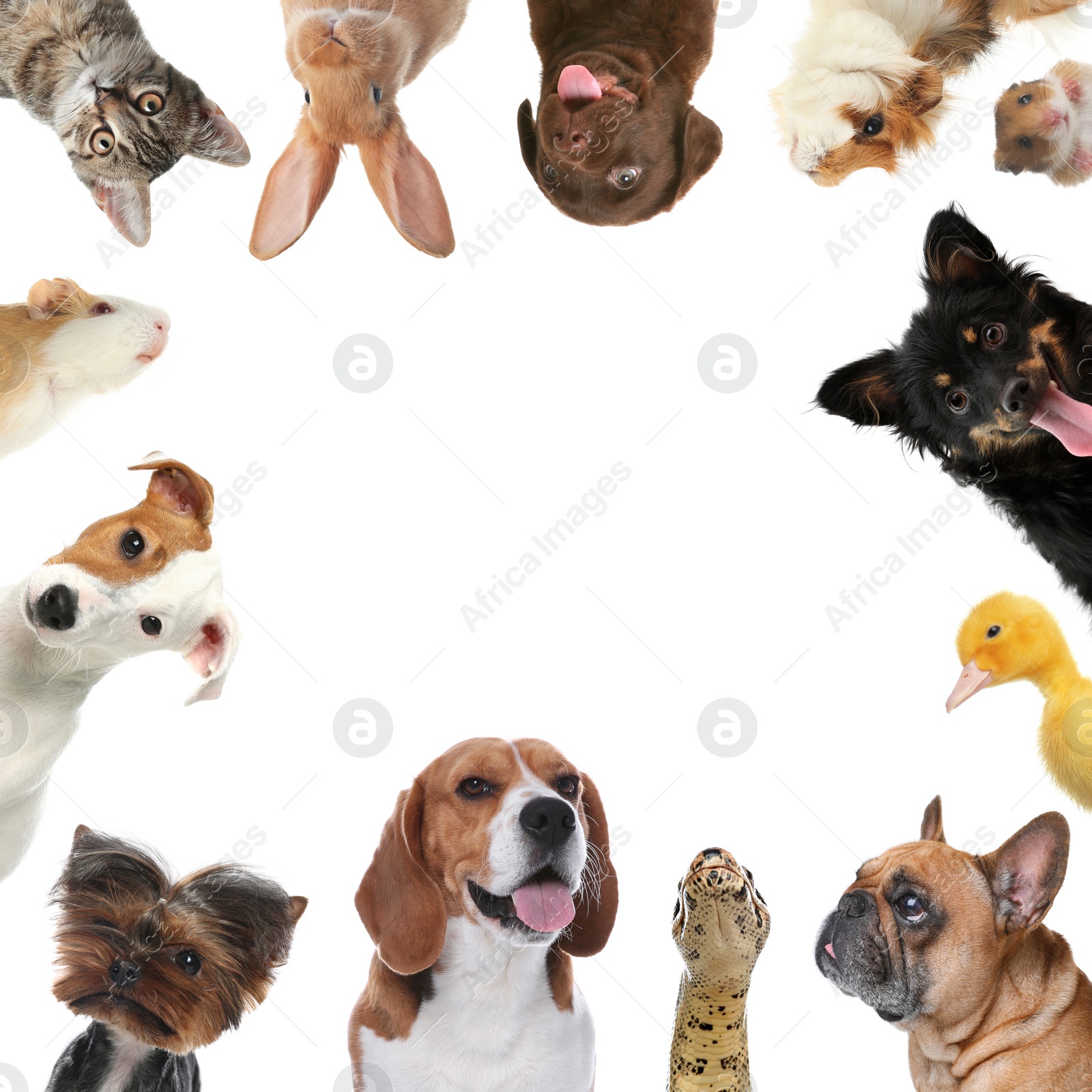 Cute different animals on white background, collage Image of Cute different animals on white background, collage