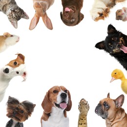 Image of Cute different animals on white background, collage