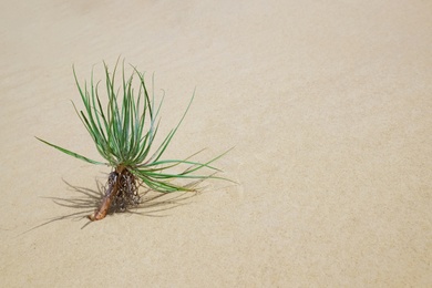 Photo of Yucca plant growing in white sandy desert. Space for text
