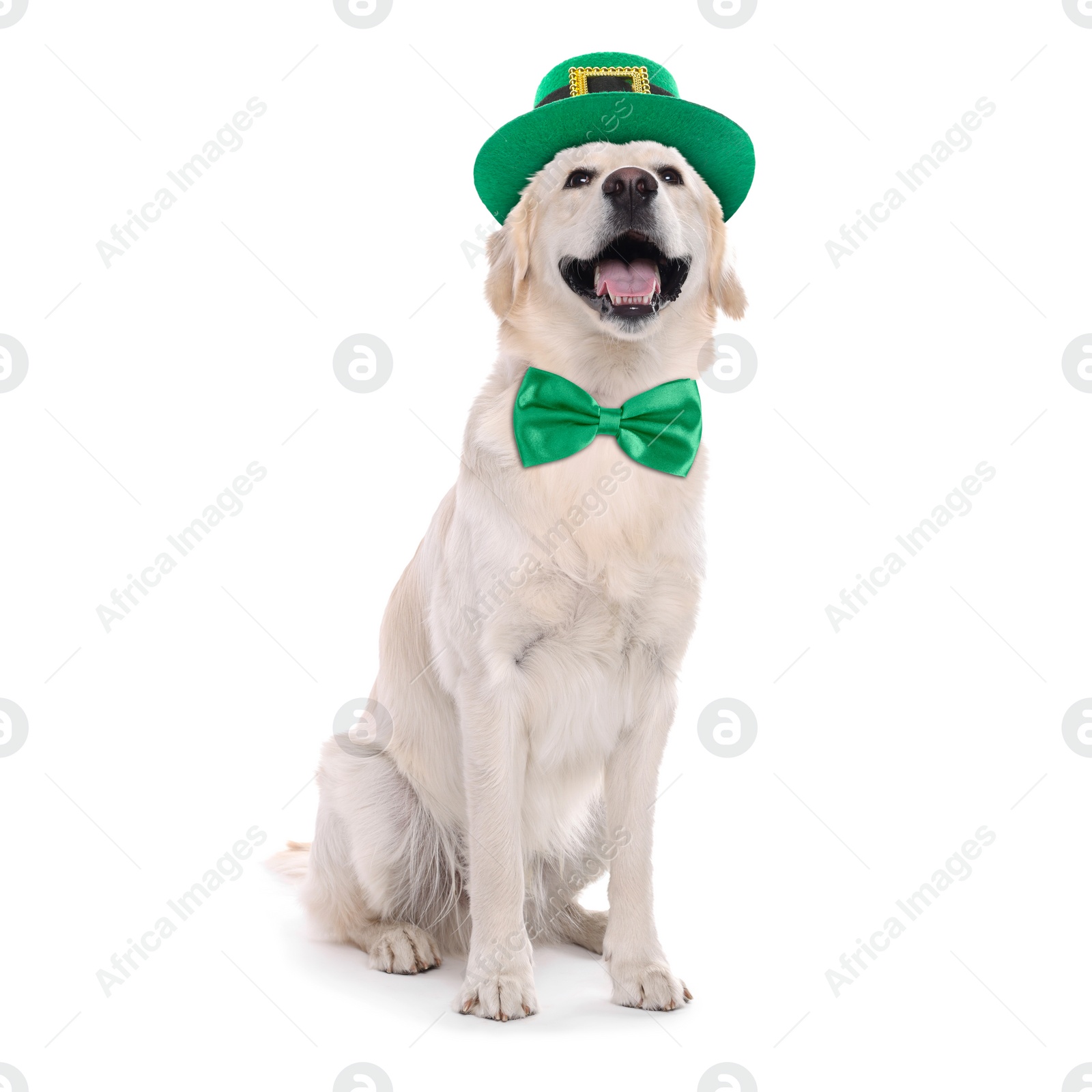 Image of St. Patrick's day celebration. Cute Golden Retriever dog with leprechaun hat and bow tie isolated on white