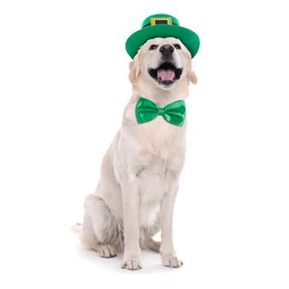 Image of St. Patrick's day celebration. Cute Golden Retriever dog with leprechaun hat and bow tie isolated on white