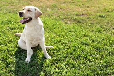 Cute yellow labrador retriever outdoors on sunny day