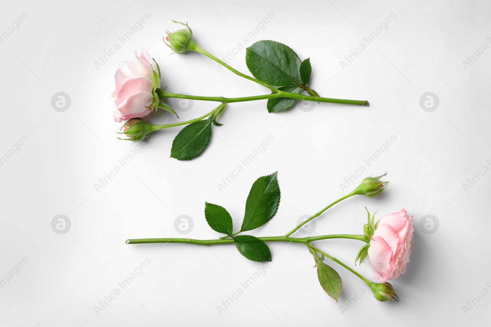 Photo of Beautiful roses on white background, top view