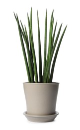 Photo of Pot with Sansevieria plant isolated on white. Home decor